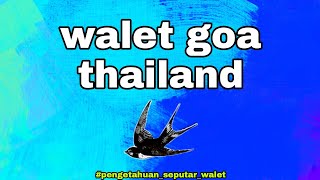 walet goa thailand!! ini prosesnya?!!