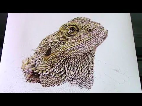 How To Draw Realistic Scales Of Bearded Dragon Youtube