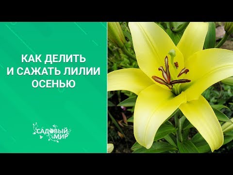 Видео: Особености на отглеждането и развъждането на лилии