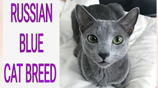 RUSSIAN BLUE CAT BREED, SWEET, LOYAL, CURIOUS,  CUTEST CATS,  ANIMALS LOVERS,  MUST WATCH VIDEO by Royal Sisters Nature ♡ 86 views 1 year ago 1 minute, 53 seconds