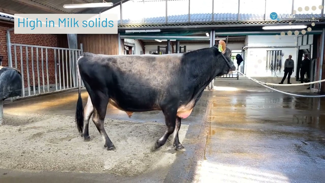 VJ Sultan - May Proofs 2025