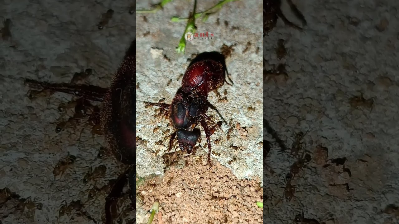 TANAJURA E O CICLO NATURAL 