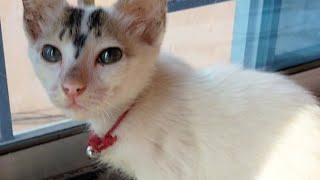 Cutest Kitten Meowing Video 🐈🐈||Cute Baby Cat playing Video 😺😺😺😺