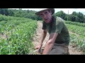 Growing tomatoes in the field at Sisters Hill Farm