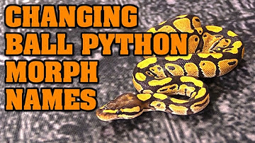 These morph names are STUPID!  They CONFUSE people.  WE NEED TO CHANGE BALL PYTHON MORPH NAMES!!!