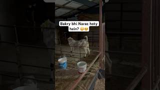 What a lovely moment || #muxgoatfarm #goatfarming #goatcare #viral #foryou