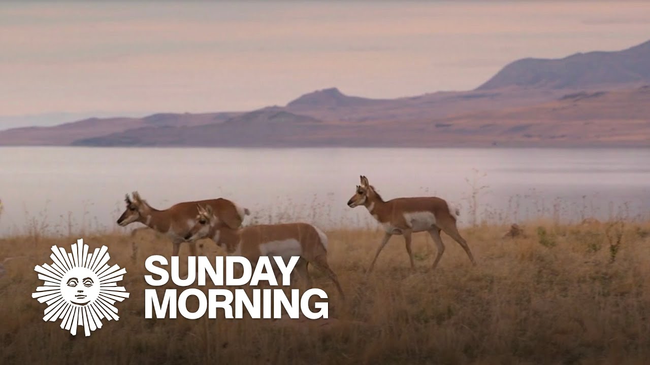 Nature: Antelope Island