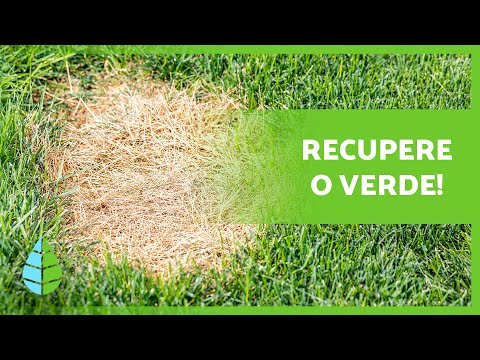 Vídeo: Por que minha grama está ficando amarela?
