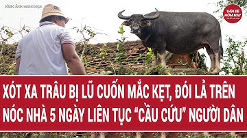 Xót xa Trâu bị lũ cuốn mắc kẹt, đói lả trên nóc nhà 5 ngày liên tục “cầu cứu” người dân