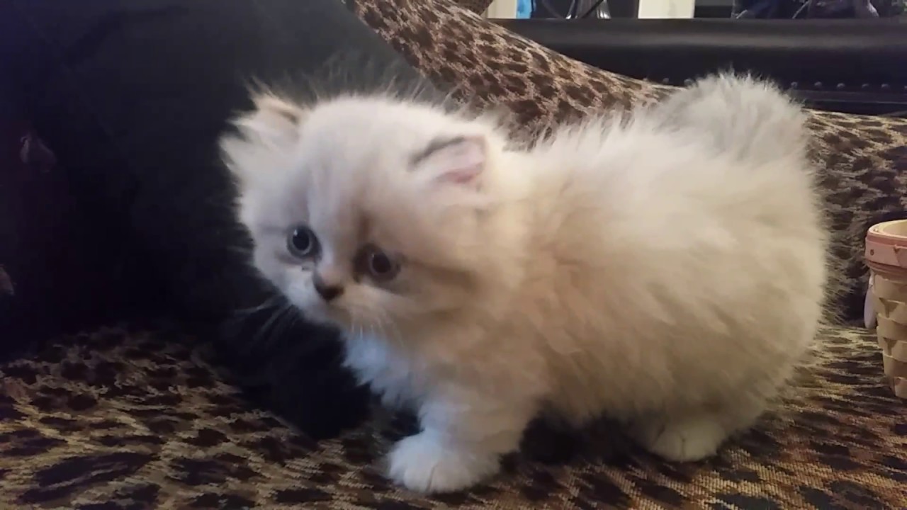 teacup lambkin kittens for sale