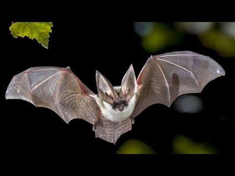 Летучая мышь –