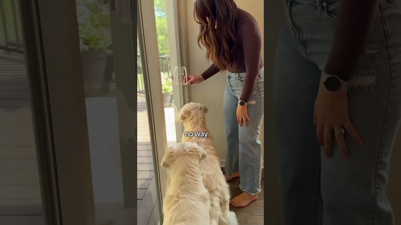 Emotional Moment Dogs Get a New Backyard