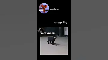 قطة جن 