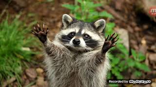 IT BACK!?!? Five Night's At Bear Bear's 1 REMASTERED Night 1 screenshot 2