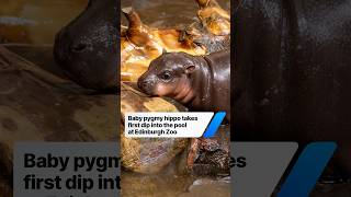 Baby pygmy hippo takes first swim at Edinburgh Zoo