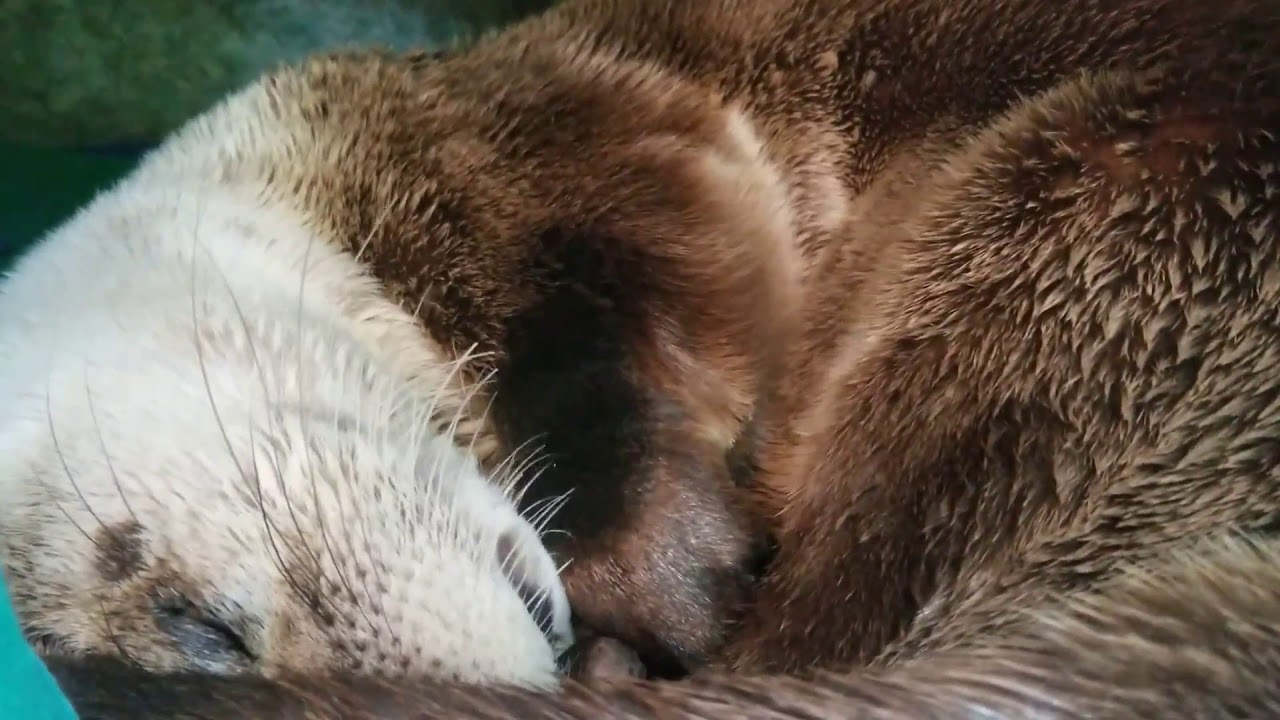 Napping River Otter - YouTube