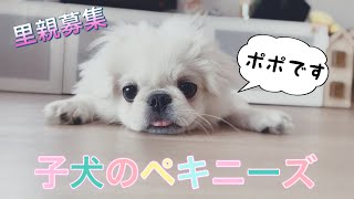 子犬ペキニーズの保護犬ポポちゃん紹介 ようこそブサカワの世界へ Youtube
