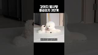 강아지가 발을 핥는다면 딱 이렇게 해주세요