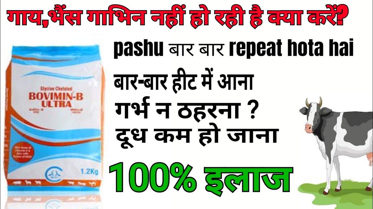 Bovimin B Ultra powder uses || Repeat breeding || गाय का गर्भ न ठहरना || #viral #tranding #dairyfarm
