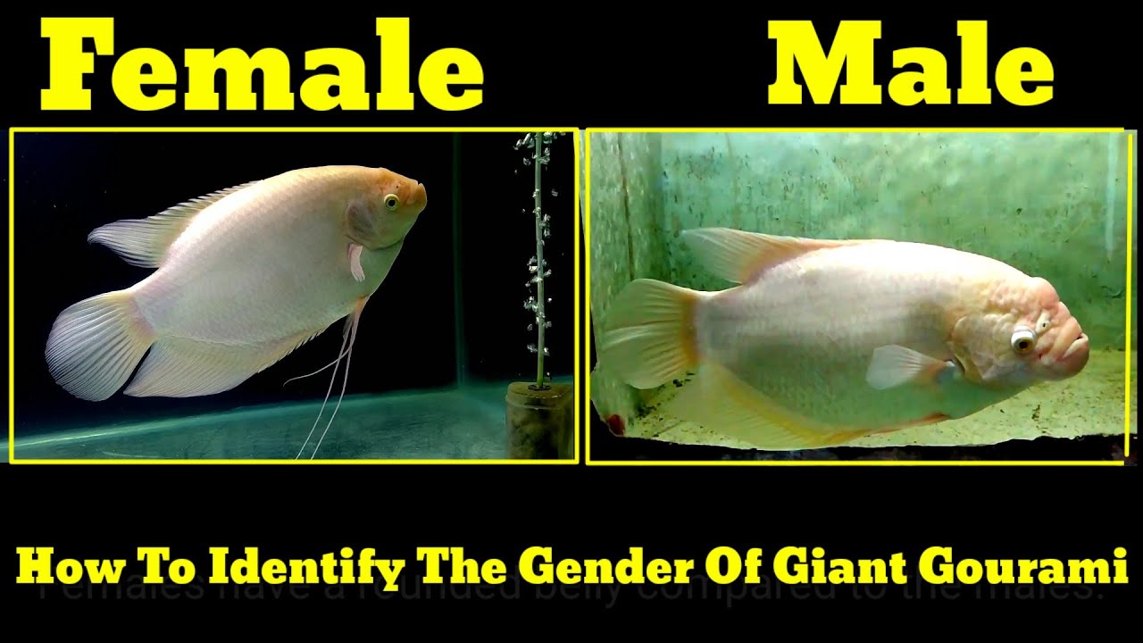 gourami fish male female difference