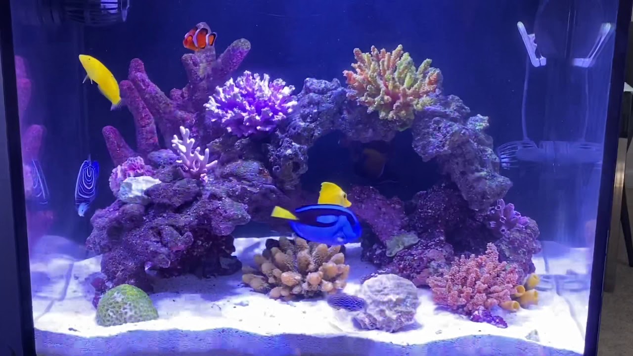 40 gallon fowlr artificial reef aquarium YouTube