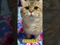 小馋猫日常求摸摸