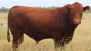 3 Secret Australian Cattle Breeds You’ve Never Heard Of! | Rare & Unique Livestock