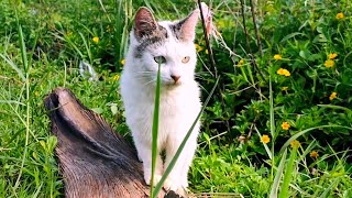 😸🐱CAT CUTE - PLAY WITH CAT -BILLI KARTI MEOW MEOW- kittens cats funniest - Animal Funny- VS 005 by ANIMALS 22 375 views 12 days ago 3 minutes, 59 seconds