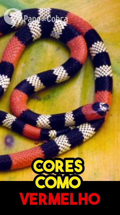 Saiba o que fazer e o que evitar se encontrar uma cobra em casa