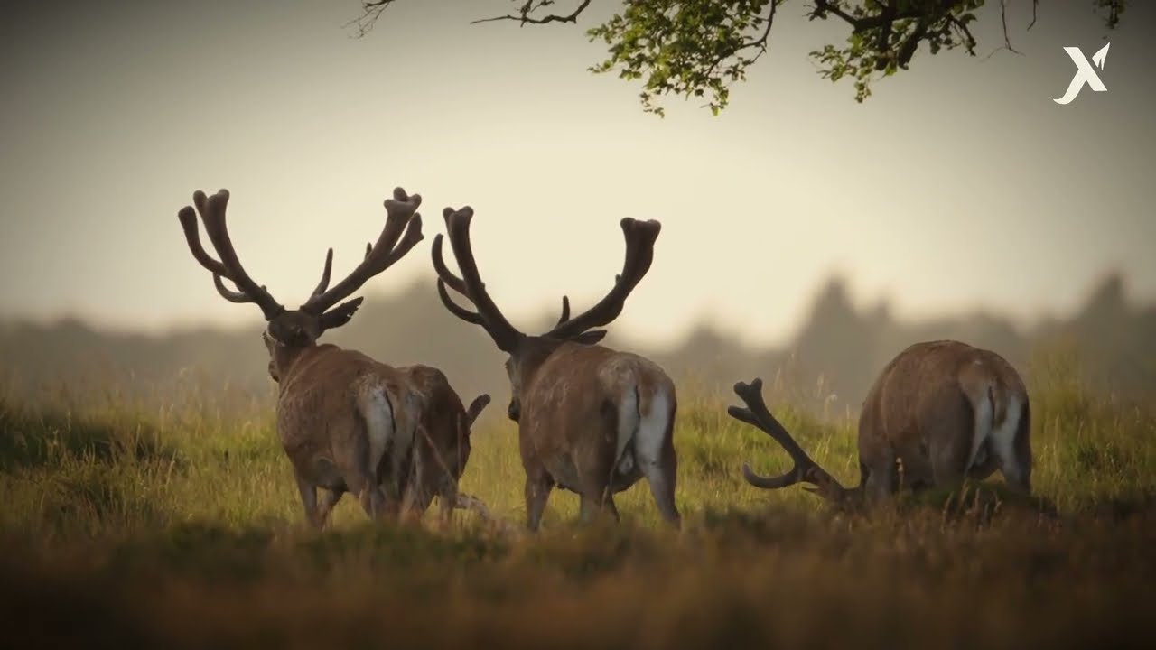 Oxplora Wild | Ethical Wildlife Experiences Around the World 🦁🌎