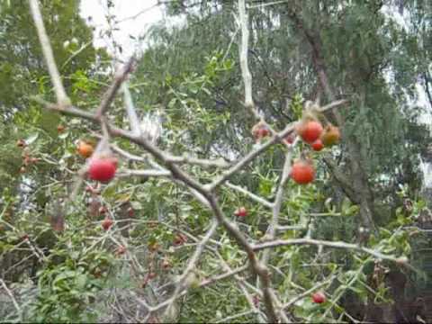 Looking at Ripe African Boxthorn Berries--unlocki...  the food...