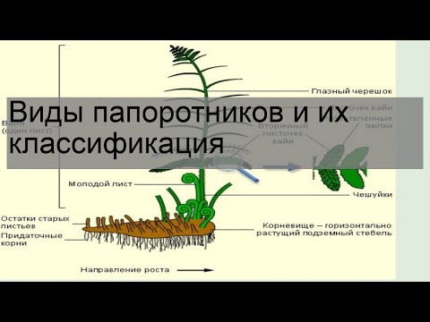 Виды папоротников и их классификация