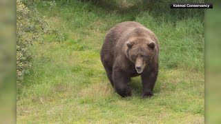 Fat Bear Week 2025 voting kicks off at Katmai National Park