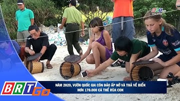 Năm 2020: Vườn quốc gia Côn Đảo ấp nở và thả về biển hơn 170.000 cá thể rùa con | BRTgo