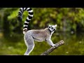 Ring-Tailed Lemur | Animal Videos