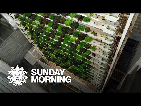 Vertical farms: A new form of agriculture