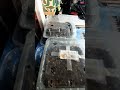 MY SEEDS ARE SPROUTING AND GUESS WHAT ELSE? #comfyhomecountryliving #shorts #shortvideo