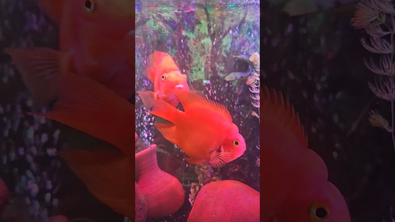 Попугай и рыба-попугай. 