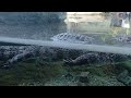 【天王寺動物園】スーっと泳ぐヨウスコウワニ