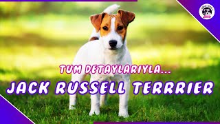 Jack Russell Terrier Yavruenerji̇si̇ Çok Yüksek Köpek