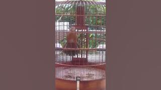 Download lagu Mi xoe3