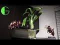 Catasetum Fong Cing in full bloom • 7 Dec 2019 Orchid collection update