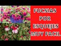 Como reproducir fucsias o pendientes de reina por esquejes muy facil