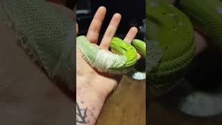 GREEN TREE PYTHON