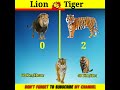 Lion vs tiger comparisonlion versus tiger brainxmania shorts