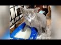 FUNNY VIRAL CATS, BEST OF THE BEST VIDEOS 2018 😹😸