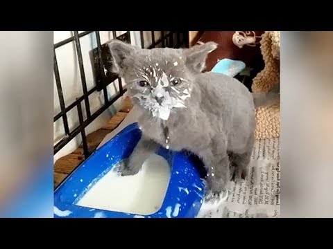 funny-viral-cats,-best-of-the-best-videos-2018-😹😸