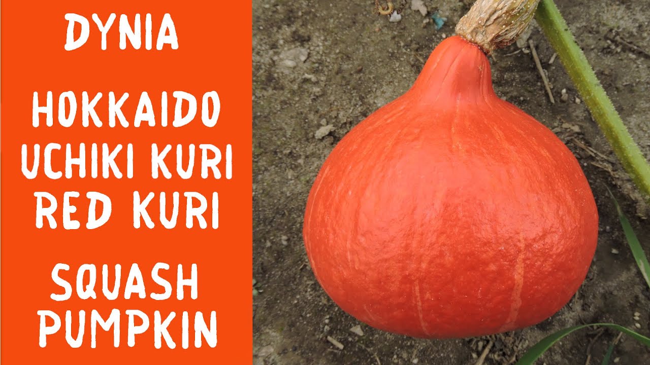 Dynia Hokkaido (Uchiki Kuri) - jak rośnie / Red kuri pumpkin (squash ...