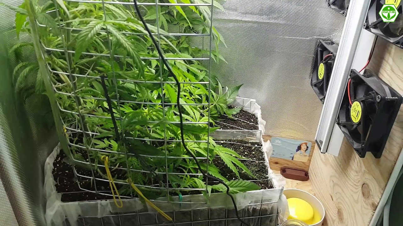 Micro Grow. SailGrowMethod. Part 3. Provante School.