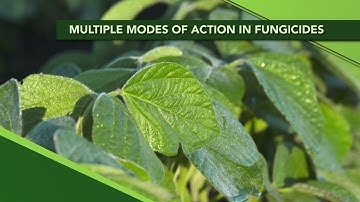 Multiple Modes of Action in Fungicides (From Ag PhD Show #1141 - Air Date 2-16-20)